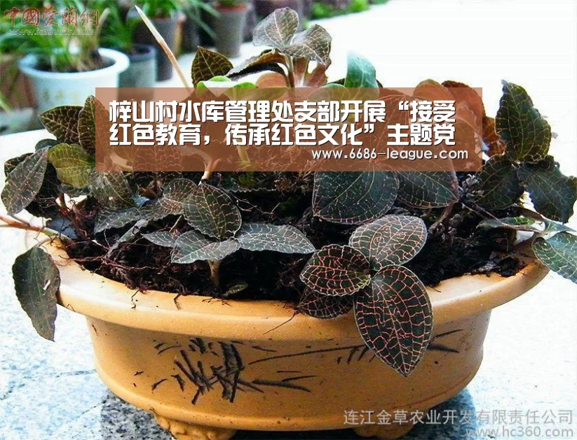 梓山村水库管理处支部开展“接受红色教育,传承红色文化”主题党日活动|6686电竞官网(图3) 6686体育平台
